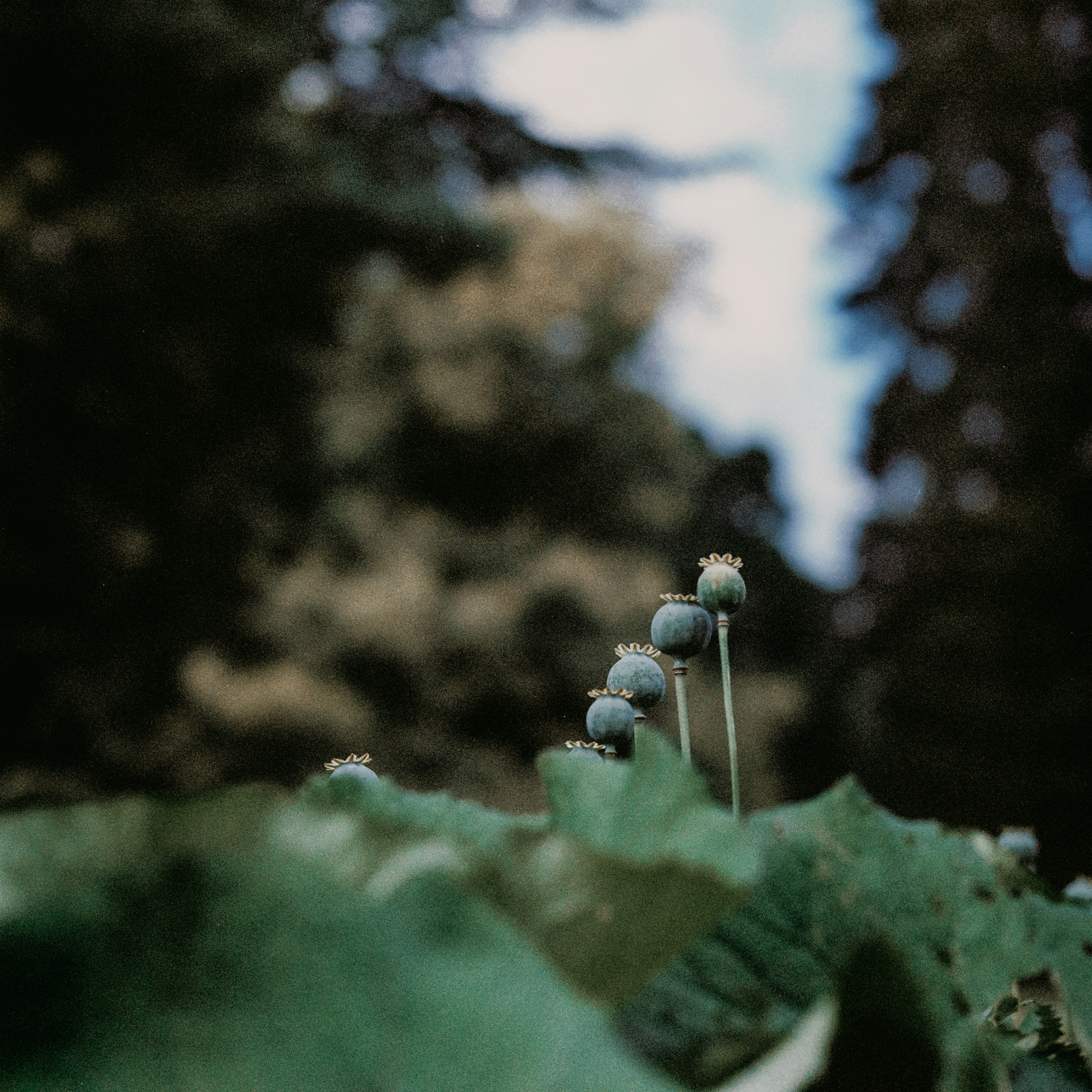 white flower bud in tilt shift lens